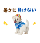 ふわふわビションの真夏日和（個別スタンプ：15）