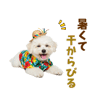 ふわふわビションの真夏日和（個別スタンプ：16）