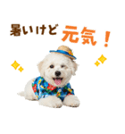 ふわふわビションの真夏日和（個別スタンプ：17）