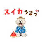 ふわふわビションの真夏日和（個別スタンプ：18）