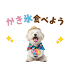 ふわふわビションの真夏日和（個別スタンプ：19）