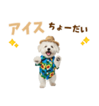 ふわふわビションの真夏日和（個別スタンプ：20）