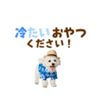 ふわふわビションの真夏日和（個別スタンプ：25）