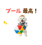 ふわふわビションの真夏日和（個別スタンプ：27）