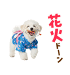 ふわふわビションの真夏日和（個別スタンプ：29）
