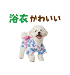 ふわふわビションの真夏日和（個別スタンプ：31）