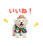 ふわふわビションの真夏日和（個別スタンプ：33）