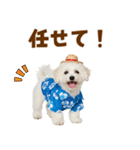 ふわふわビションの真夏日和（個別スタンプ：34）