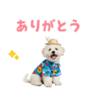 ふわふわビションの真夏日和（個別スタンプ：35）