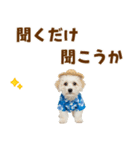 ふわふわビションの真夏日和（個別スタンプ：37）