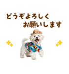 ふわふわビションの真夏日和（個別スタンプ：38）