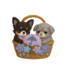 ふわふわチワワの花かごスタンプ♪40（個別スタンプ：29）