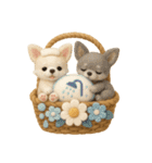 ふわふわチワワの花かごスタンプ♪40（個別スタンプ：31）