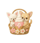 ふわふわチワワの花かごスタンプ♪40（個別スタンプ：36）