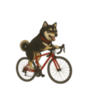自転車ノリノリ黒柴のココちゃん（個別スタンプ：1）