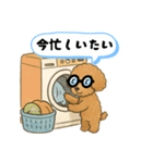 博多弁のトイプードル（個別スタンプ：1）