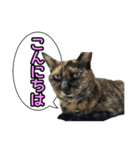 サビ猫のなぁ助（個別スタンプ：1）