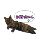 サビ猫のなぁ助（個別スタンプ：2）