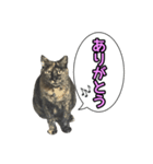 サビ猫のなぁ助（個別スタンプ：3）