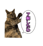 サビ猫のなぁ助（個別スタンプ：4）