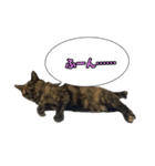 サビ猫のなぁ助（個別スタンプ：5）