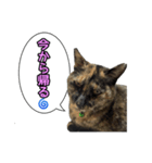 サビ猫のなぁ助（個別スタンプ：7）