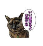サビ猫のなぁ助（個別スタンプ：8）