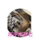 ミーアキャット学園（個別スタンプ：3）
