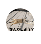 ミーアキャット学園（個別スタンプ：6）