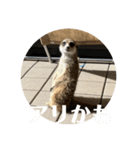 ミーアキャット学園（個別スタンプ：8）