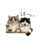 ぽんほけごま（個別スタンプ：10）