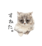 ぽんほけごま（個別スタンプ：17）