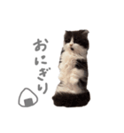 ぽんほけごま（個別スタンプ：21）