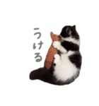 ぽんほけごま（個別スタンプ：23）