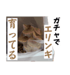 しゅんぴタイムのスタンプpart4（個別スタンプ：13）