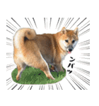 柴犬の岳 1歳（個別スタンプ：1）