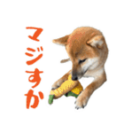 柴犬の岳 1歳（個別スタンプ：2）
