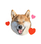 柴犬の岳 1歳（個別スタンプ：3）