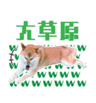 柴犬の岳 1歳（個別スタンプ：4）