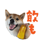 柴犬の岳 1歳（個別スタンプ：5）