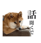 柴犬の岳 1歳（個別スタンプ：6）