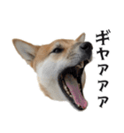 柴犬の岳 1歳（個別スタンプ：7）