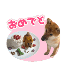 柴犬の岳 1歳（個別スタンプ：8）