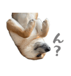 柴犬の岳 1歳（個別スタンプ：9）