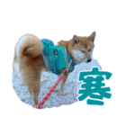 柴犬の岳 1歳（個別スタンプ：10）