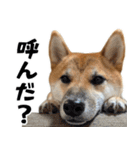 柴犬の岳 1歳（個別スタンプ：11）