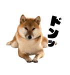 柴犬の岳 1歳（個別スタンプ：12）