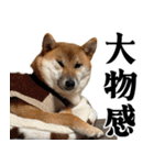 柴犬の岳 1歳（個別スタンプ：13）