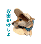 柴犬の岳 1歳（個別スタンプ：14）