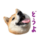 柴犬の岳 1歳（個別スタンプ：15）